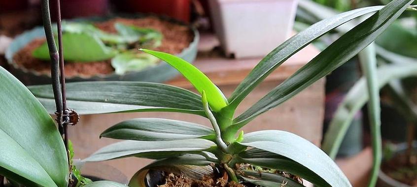 蝴蝶兰不开花的原因是什么？