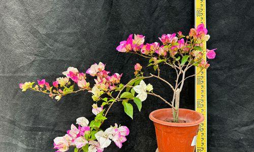 红心花的养殖方法有哪些？