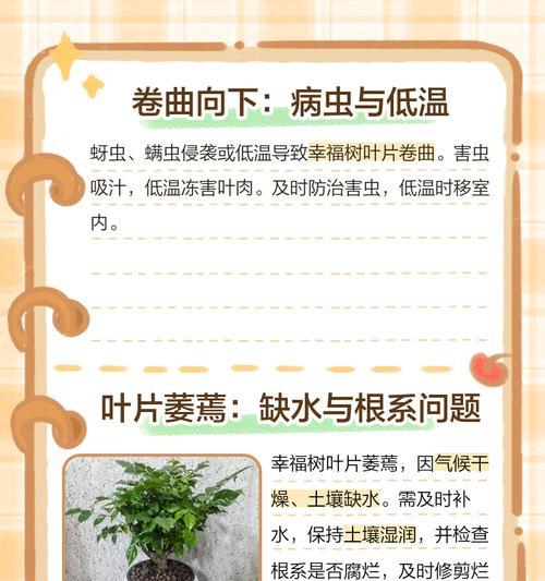 幸福树叶子下垂是为什么？如何解决？