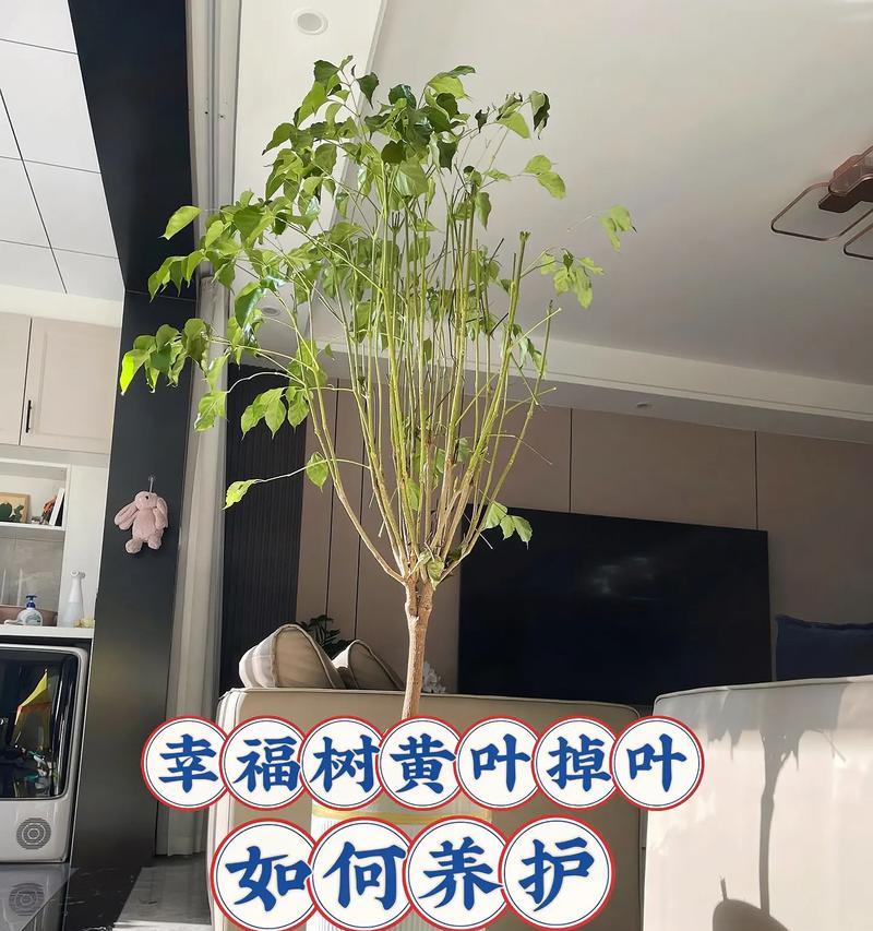 幸福树叶子下垂是为什么？如何解决？