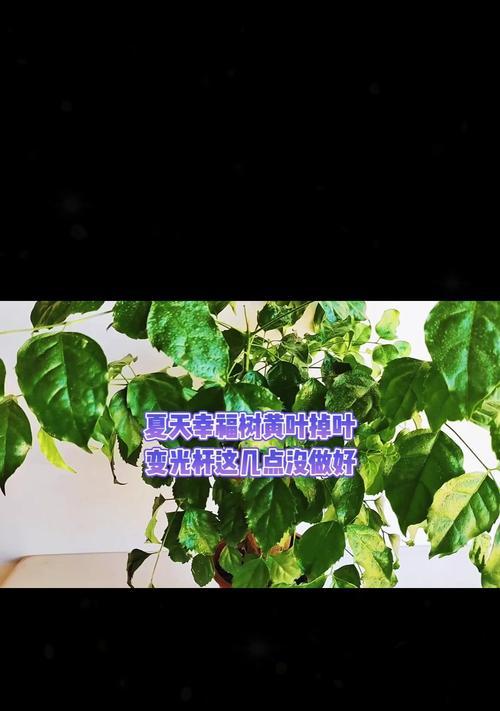 幸福树叶子下垂是为什么？如何解决？