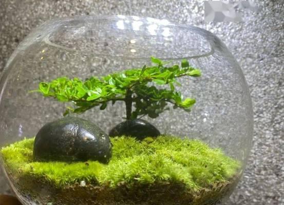 盆景微景观玻璃瓶的制作方法是什么？如何维护？