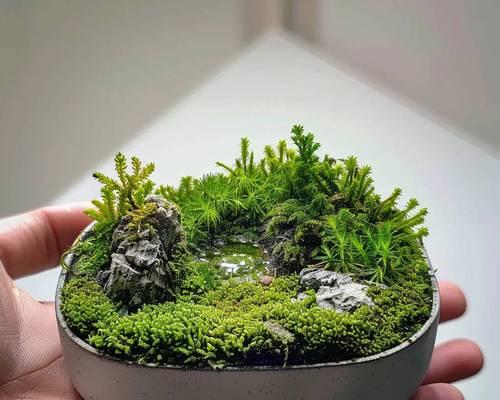 盆景微景观玻璃瓶的制作方法是什么？如何维护？