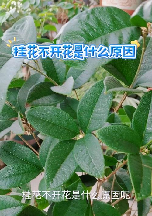 桂花不开花的原因及解决方法？