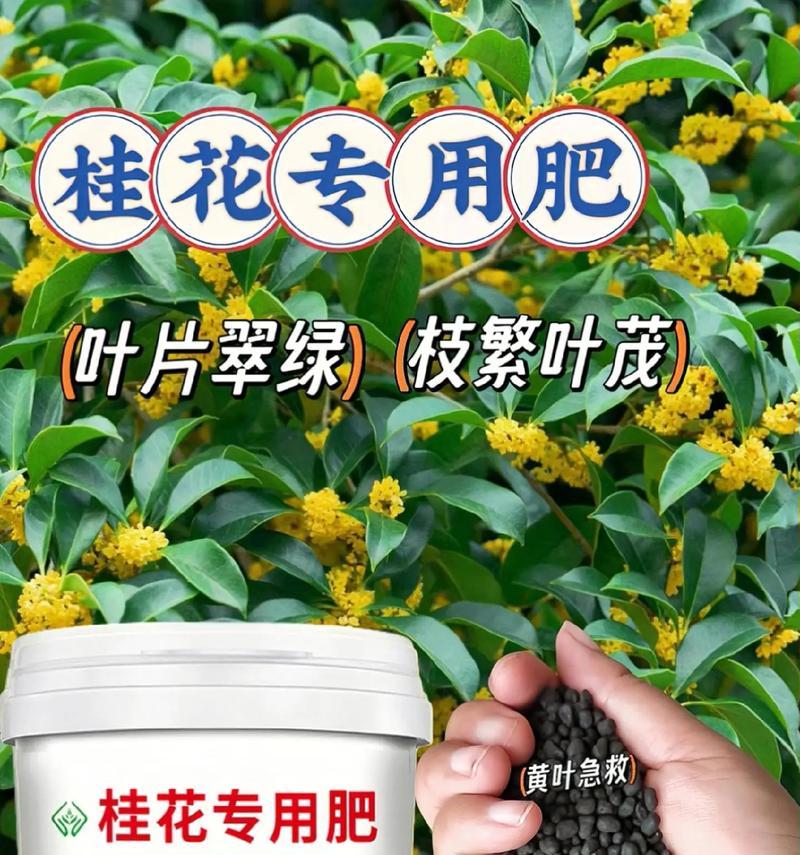 桂花不开花的原因及解决方法？