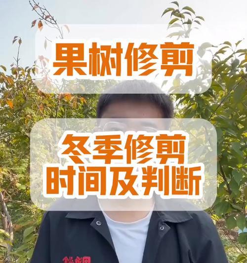 无花果修剪的最佳时机是什么时候？如何修剪才能提高产量？