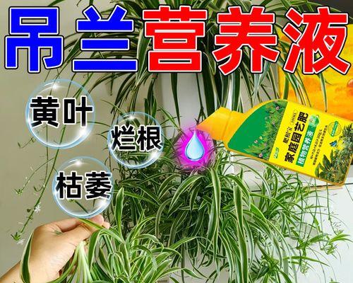 金边吊兰施肥的正确方法是什么？应该使用哪种肥料？