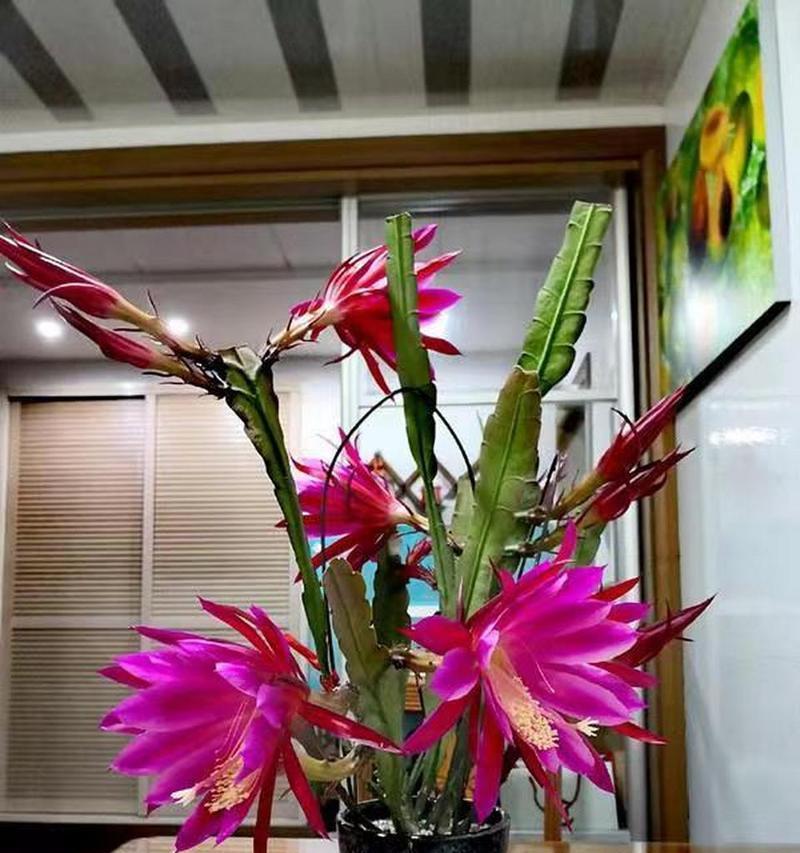 令箭花的养殖技巧有哪些？怎样才能养出健康的令箭花？