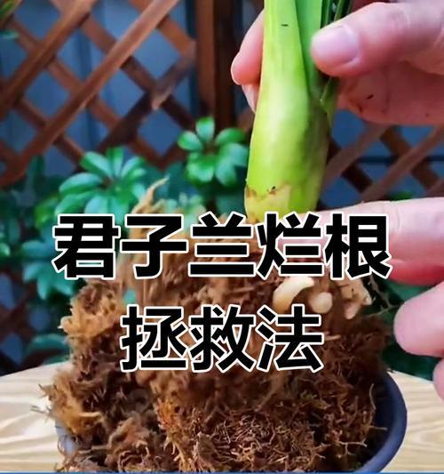 君子兰烂根怎么办？哪种消毒方法最有效？