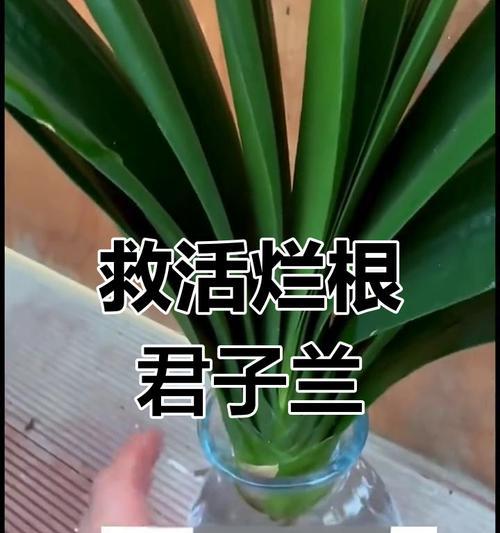 君子兰烂根怎么办？哪种消毒方法最有效？