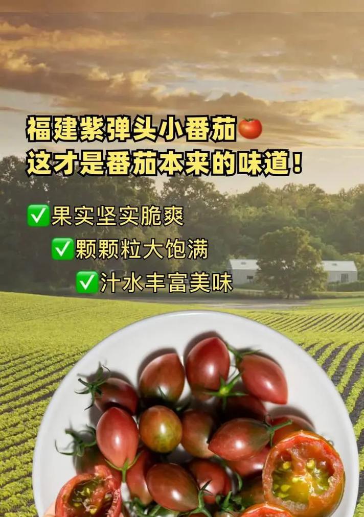圣女果种植方法？需要注意什么？