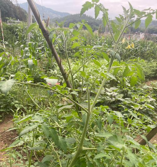 圣女果种植方法？需要注意什么？