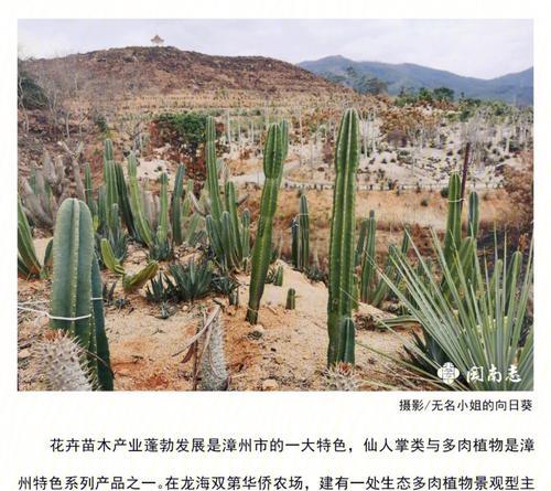 仙人掌科的植物有哪些？它们的共同养护要点是什么？