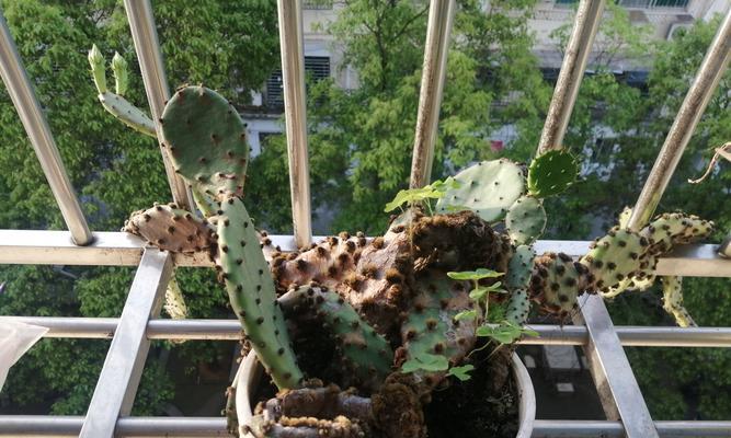 仙人掌科的植物有哪些？它们的共同养护要点是什么？