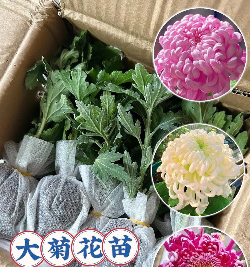 盆栽菊花的养殖方法是什么？