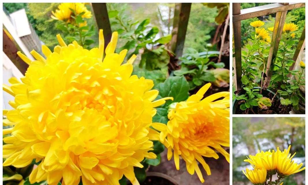 盆栽菊花的养殖方法是什么？