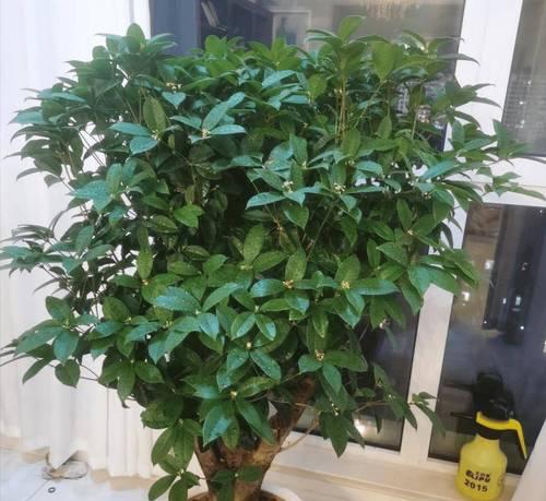 树荫下适合种植哪些花草？如何选择？