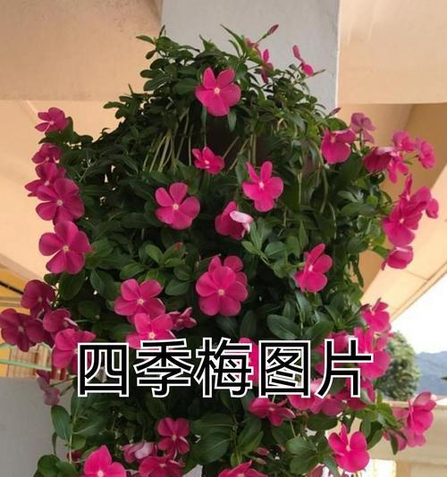 哪些花卉可以四季开花？如何保持它们的连续开花？