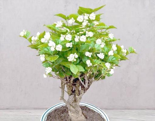 哪些花卉可以四季开花？如何保持它们的连续开花？