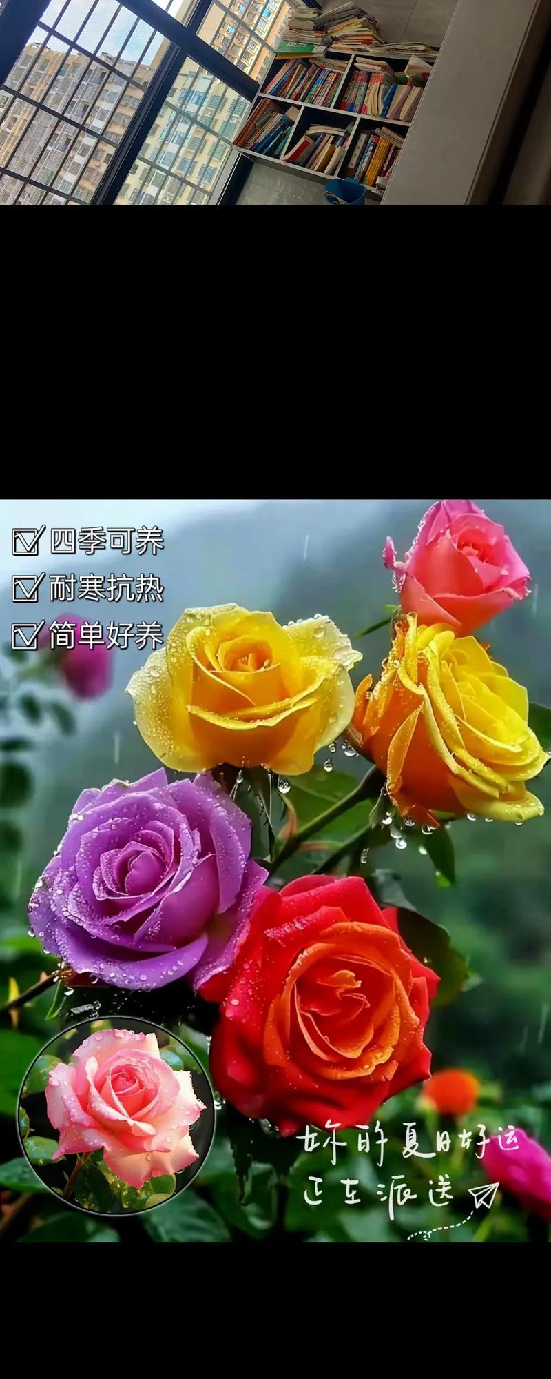 哪些花卉可以四季开花？如何保持它们的连续开花？