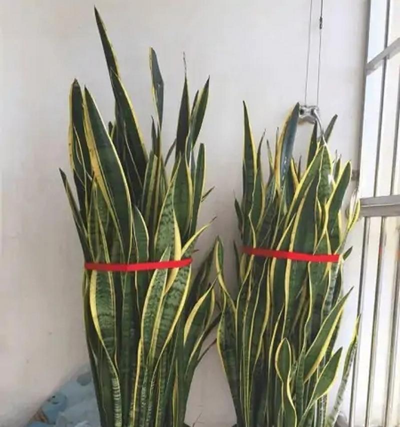 虎皮兰怎么养殖方法？有哪些常见的养殖误区？
