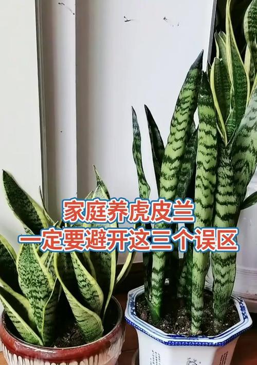 虎皮兰怎么养殖方法？有哪些常见的养殖误区？