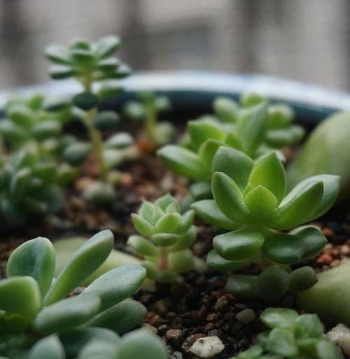 多肉植物种子种植的方法是什么？如何提高发芽率？