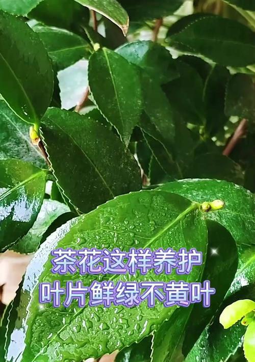 茶花黄叶的常见原因及处理方法？