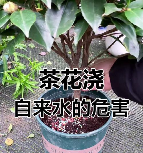 茶花黄叶的常见原因及处理方法？