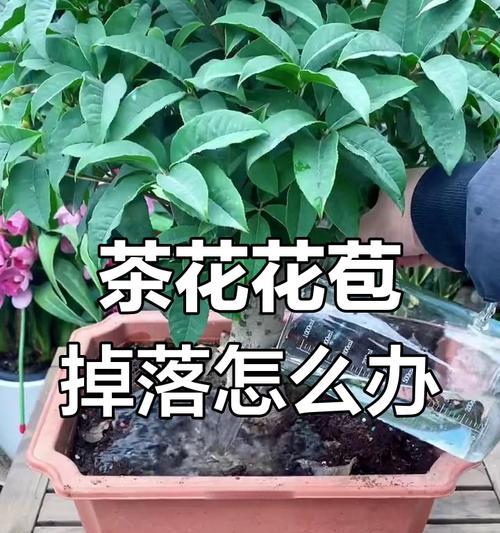 茶花黄叶的常见原因及处理方法？