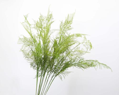 文竹花的日常护理需要注意什么？