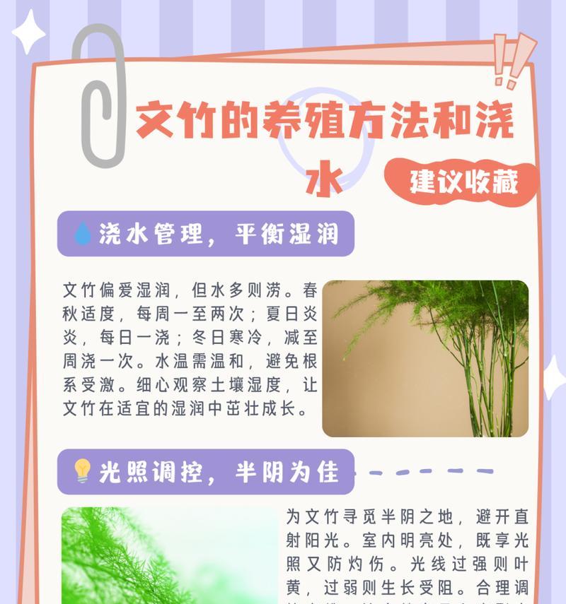 文竹花的日常护理需要注意什么？