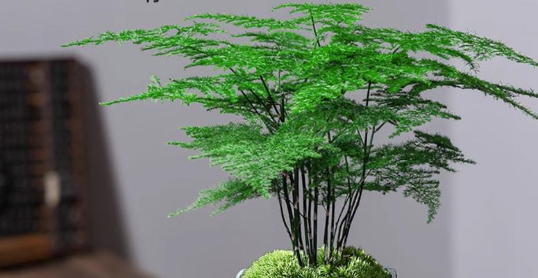 文竹花的日常护理需要注意什么？