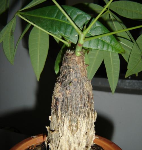 发财树栽培需要注意哪些问题？