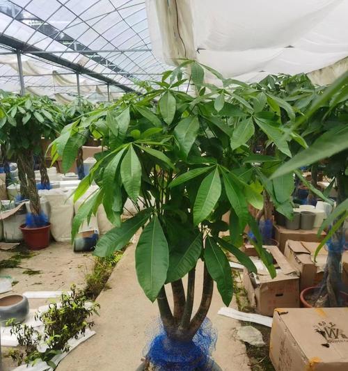 发财树栽培需要注意哪些问题？