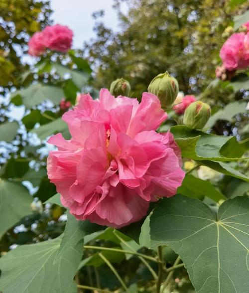 木芙蓉怎么种？种植木芙蓉的步骤和注意事项是什么？