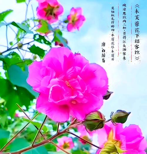 木芙蓉怎么种？种植木芙蓉的步骤和注意事项是什么？