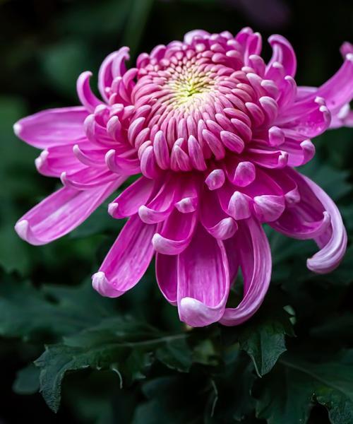 秋天有哪些花卉盛开？如何照料这些秋季花卉？