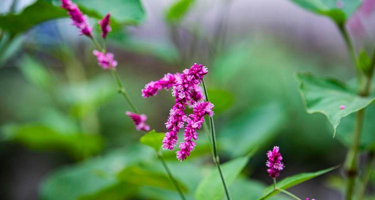 红蓼花的正确读音是什么？红蓼花有哪些特点？