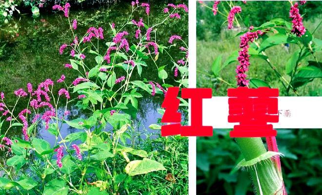 红蓼花的正确读音是什么？红蓼花有哪些特点？