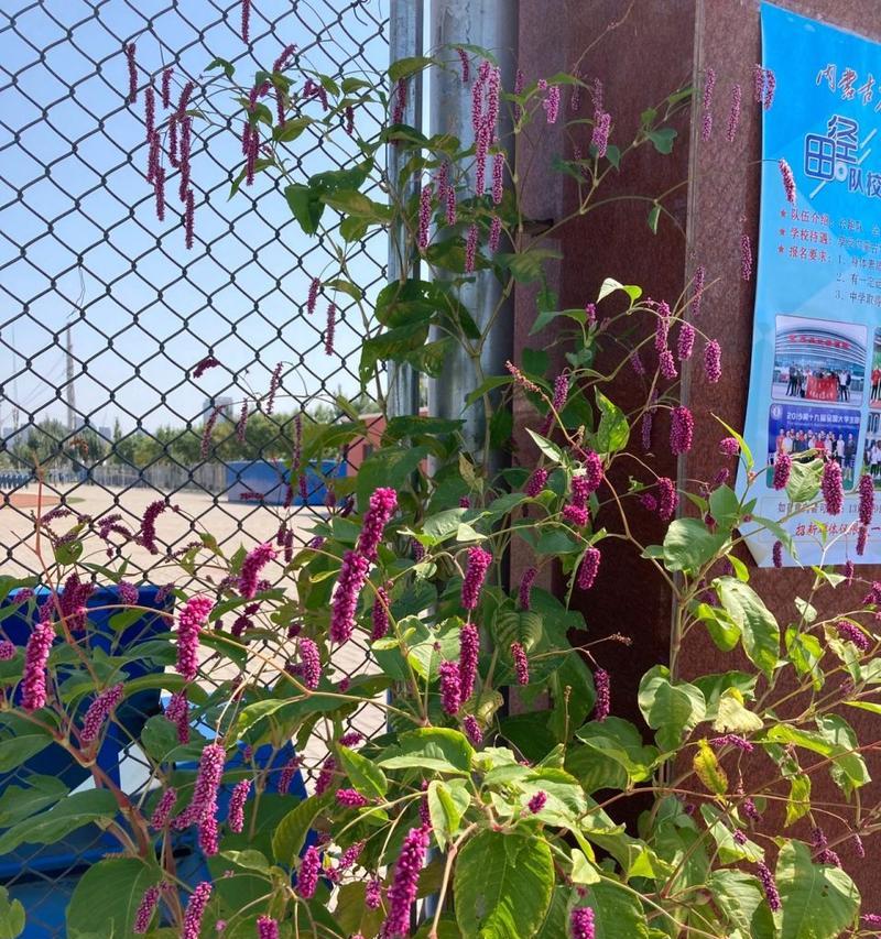 红蓼花的正确读音是什么？红蓼花有哪些特点？