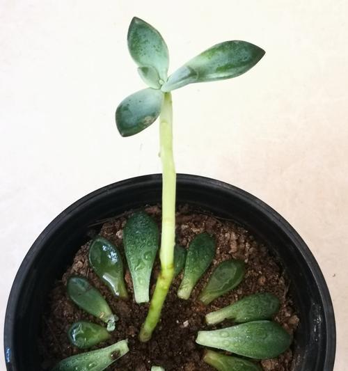多肉植物发芽后移栽的最佳时机和方法是什么？