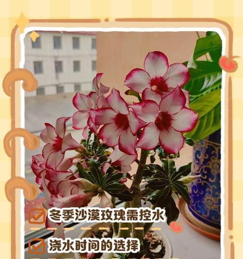 紫玄月新栽植后如何正确浇水？需要注意什么？