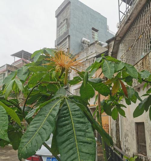 院子里的发财树开花后怎么处理？如何促进更好的生长？