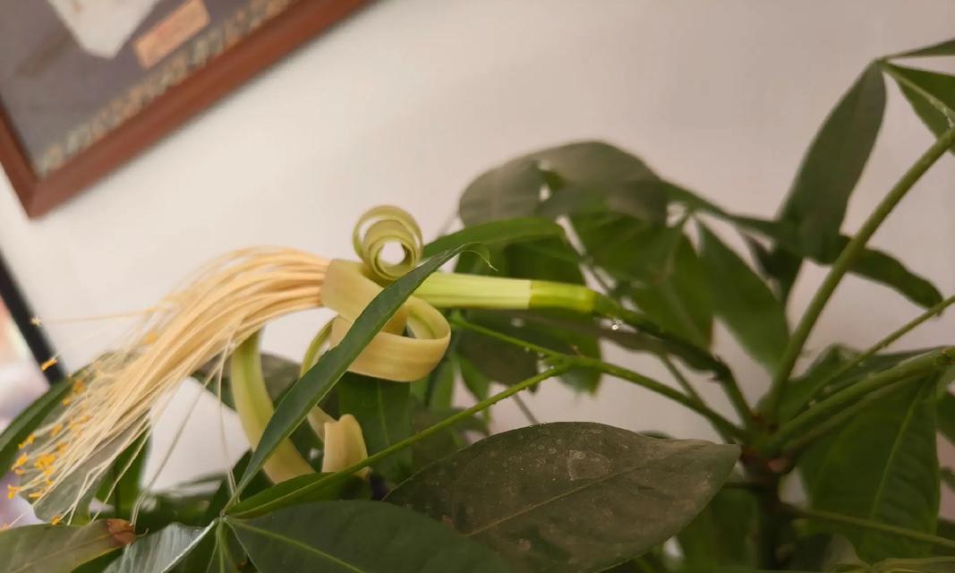 院子里的发财树开花后怎么处理？如何促进更好的生长？