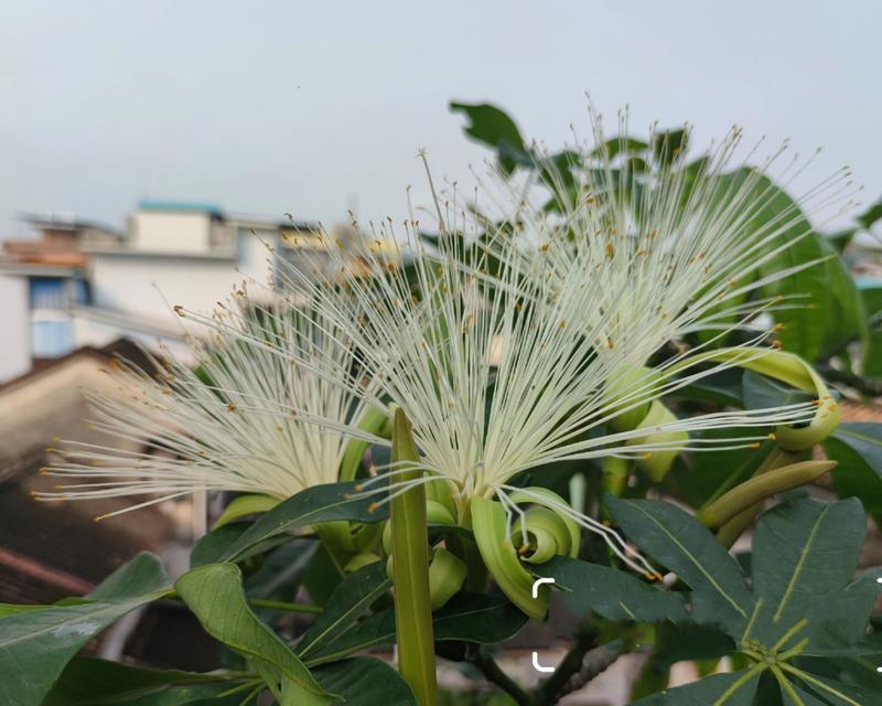 院子里的发财树开花后怎么处理？如何促进更好的生长？