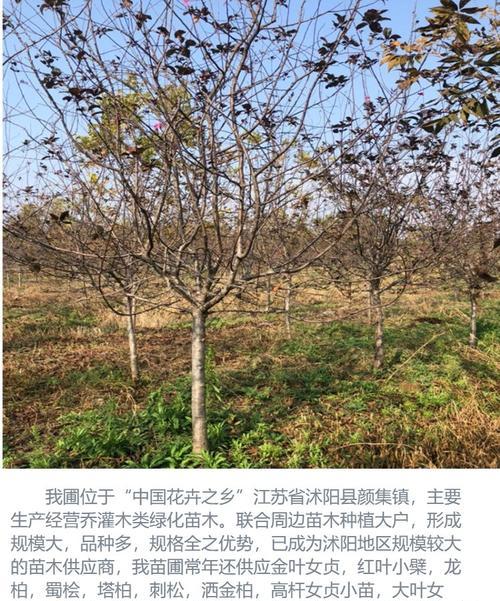 海棠花落叶的原因是什么？如何防止海棠花落叶？