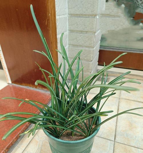 郁金香球茎种植的步骤是什么？种植后多久能开花？