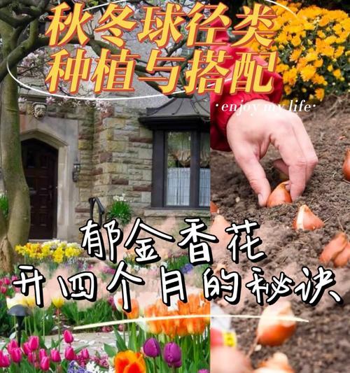 郁金香球茎种植的步骤是什么？种植后多久能开花？