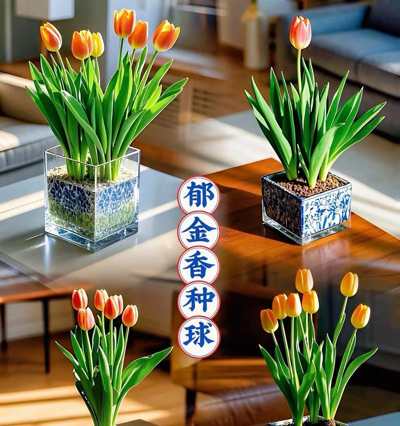 郁金香球茎种植的步骤是什么？种植后多久能开花？